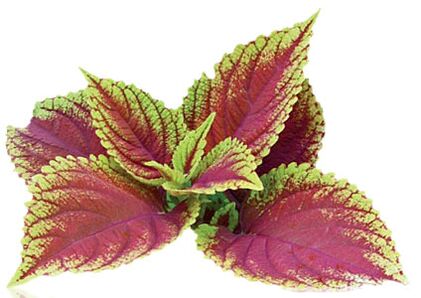 coleus forskolia kā daļa no Reduslim